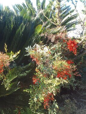 Spring Orchid - your best offer?